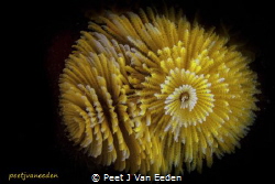 Feather Duster Worm by Peet J Van Eeden 